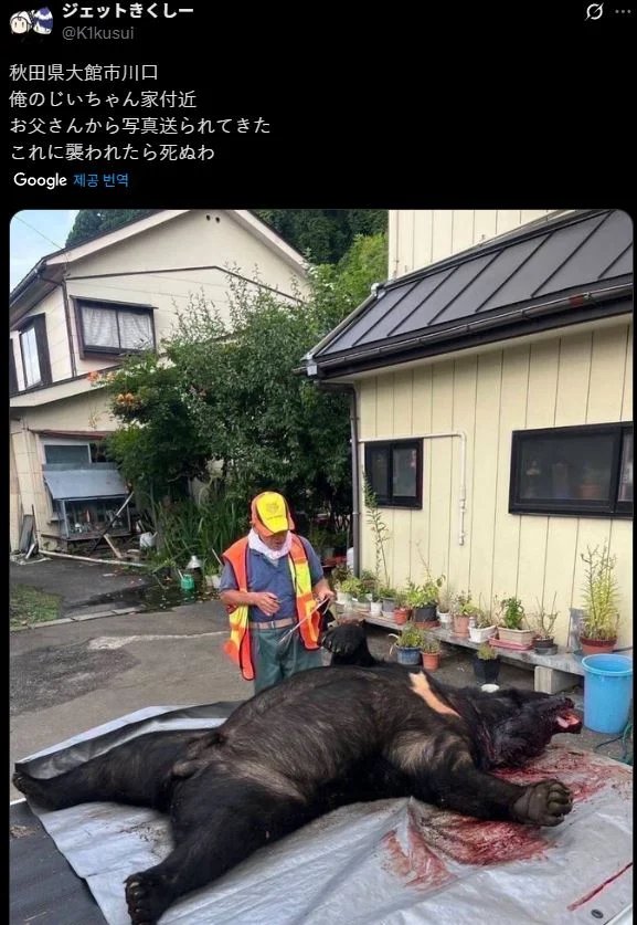 어제자 일본에서 잡힌 곰 레전드